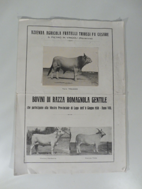 Azienda agricola Triossi. S, Pietro in vicoli. Bovini di razza romagnola gentile che partecipano alla mostra provinciale di Lugo di Romagna dell'8 giugno 1930